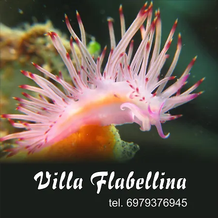 Flabellina * Adelianos Kampos